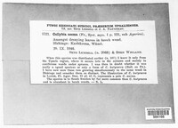 Rhodocollybia asema image